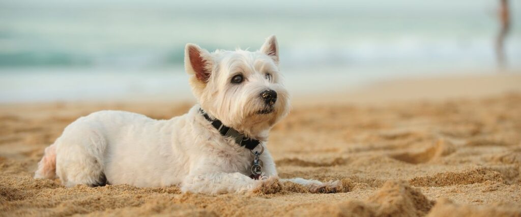 what to do with dogs at isle of wight pearl